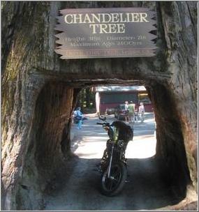 18_Chandelier_Tree.jpg